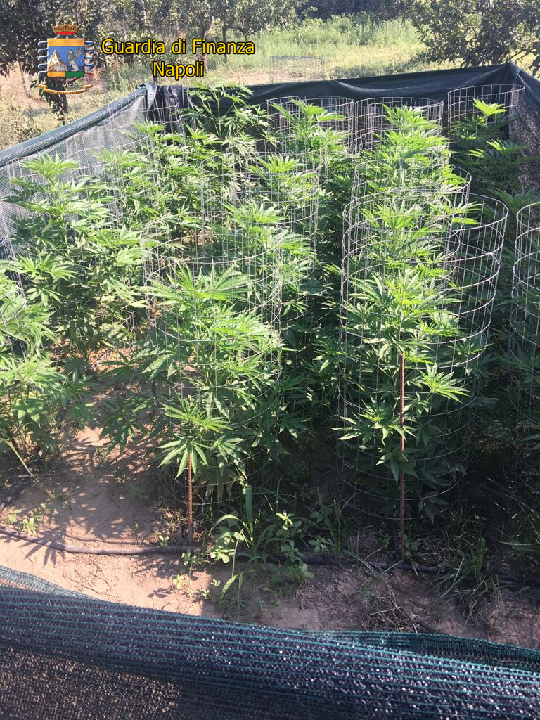 Sequestro di 37 piante di cannabis e un arresto della Guardia di Finanza di Pozzuoli