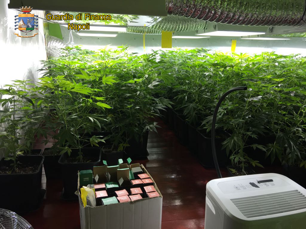 Licola, serra con 149 piante di marijuana in casa: arrestato