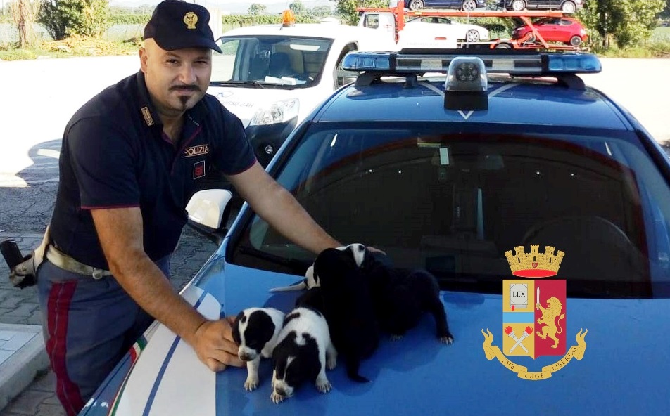 Sette cuccioli di cane salvati dalla polizia sulla Variante 7 Bis