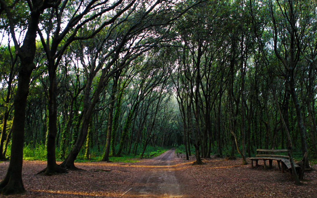 La Foresta di Cuma tra i siti nell’indagine “Park Litter” di Legambiente