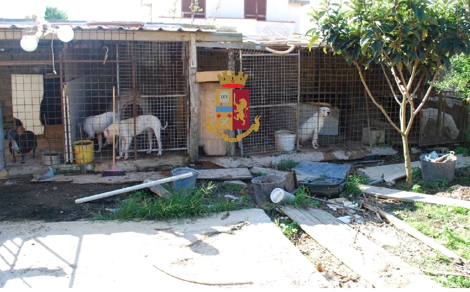 Licola, cani allevati in un “lager” denunciata una 40enne|Gallery