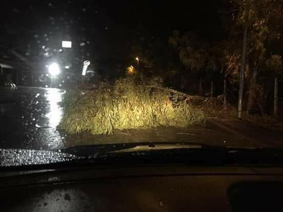 Maltempo, a Licola i primi danni: due alberi caduti nella notte
