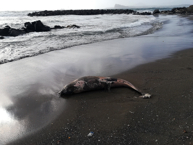 Bacoli, carcassa di delfino trovata sull’arenile di Miliscola|Gallery