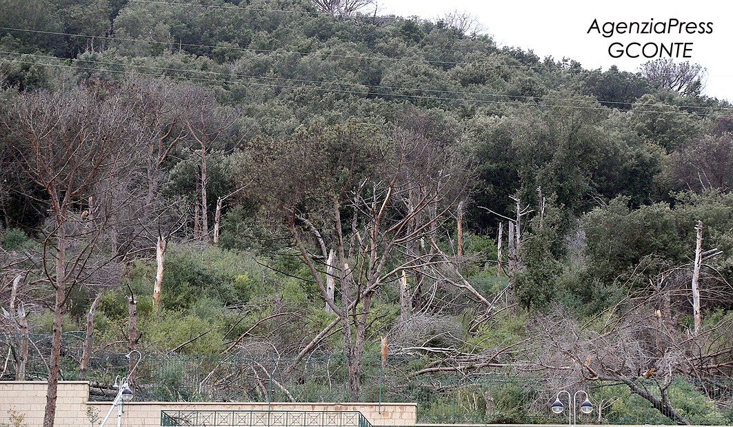 Disastro Montenuovo, pini abbattuti dal vento: pericolo per la gente|Gallery