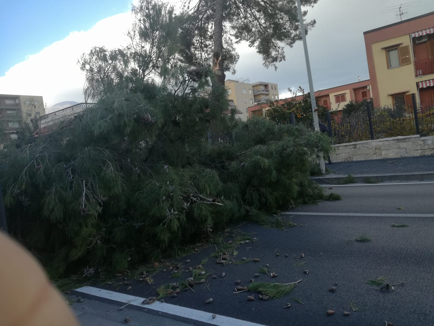 MONTE DI PROCIDA/ Tromba d’aria abbatte un albero in via Panoramica