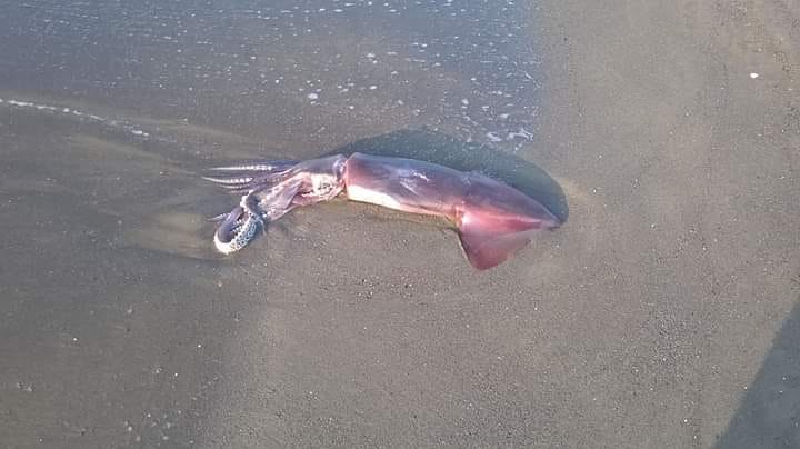 BACOLI/ Calamaro gigante spiaggiato sull’arenile di Miseno