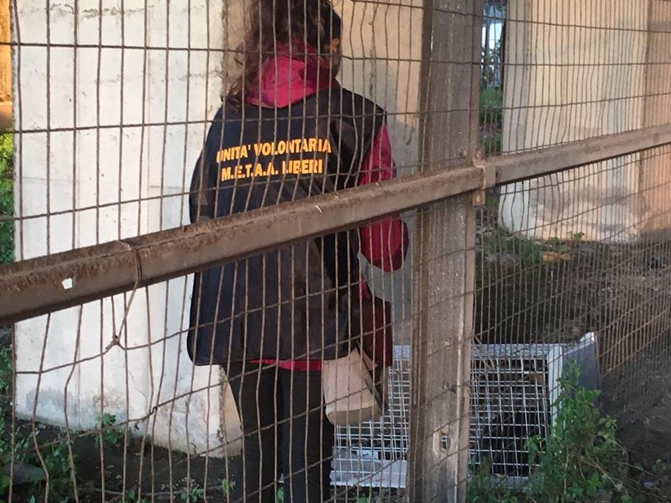 POZZUOLI/ Salvato un coniglio dai volontari all’uscita di Cuma della Tangenziale