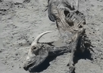 POZZUOLI/ Spiaggia di Licola invasa da carogne di capre morte riversate dalla piena dell’Alveo dei Camaldoli