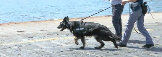 Pusher scoperto dal cane antidroga con 40 spinelli pronti all’uso: arrestato