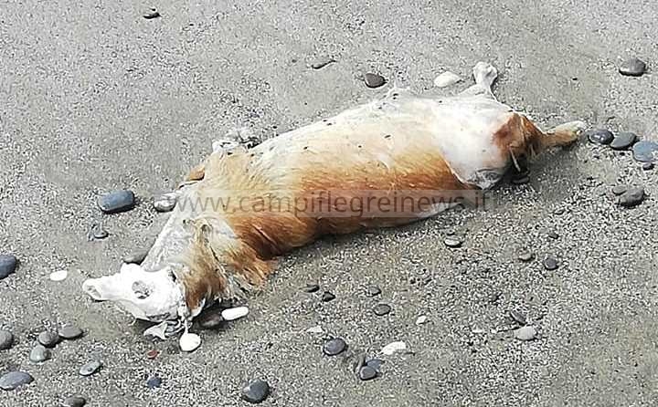BACOLI/ Carogna di un cane morto rivenuta sull’arenile di Miliscola|FOTO