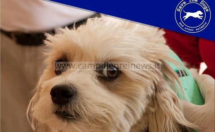 Microchip gratuiti questo sabato a Licola Mare per i cani padronali, iniziativa dell’Asl Napoli 2 Nord
