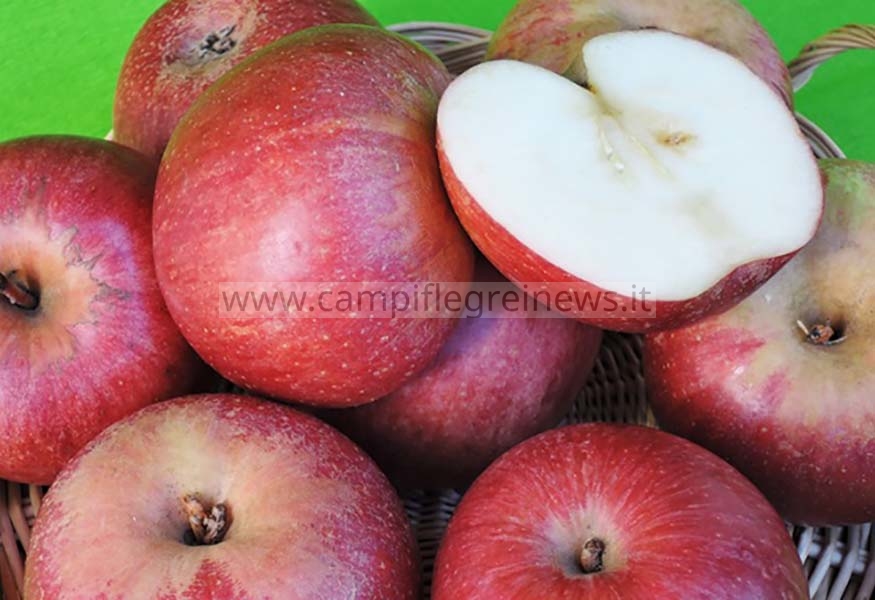 SCOPERTA/ La mela annurca è originaria del lago d’Averno, lo riportò Plinio Il Vecchio nel suo trattato
