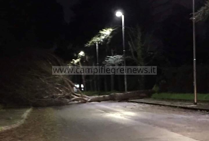 ULTIMORA/ Monterusciello, grosso albero si abbatte sulla carreggiata: stava transitando un auto
