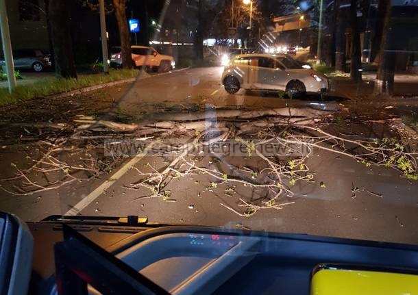 ULTIMORA/ Licola, tre alberi si abbattono sulla strada: interrotta via Grotta dell’Olmo