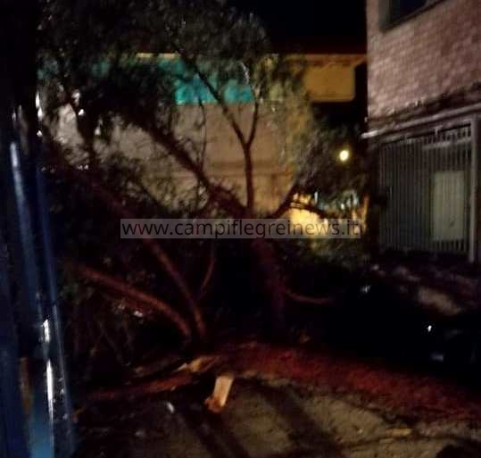 POZZUOLI/ Tragedia sfiorata nei pressi della scuola “Diano”, albero si abbatte e distrugge tettoia e un auto – LE FOTO
