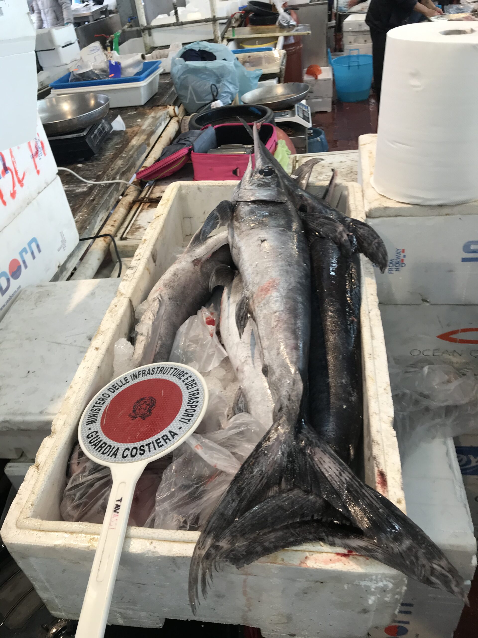 POZZUOLI/ Sequestrati 800 kg di pesce spada sotto misura dalla Guardia Costiera – LE FOTO