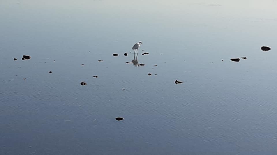BACOLI/ Un airone bianco e due neri compaiono nel lago Miseno
