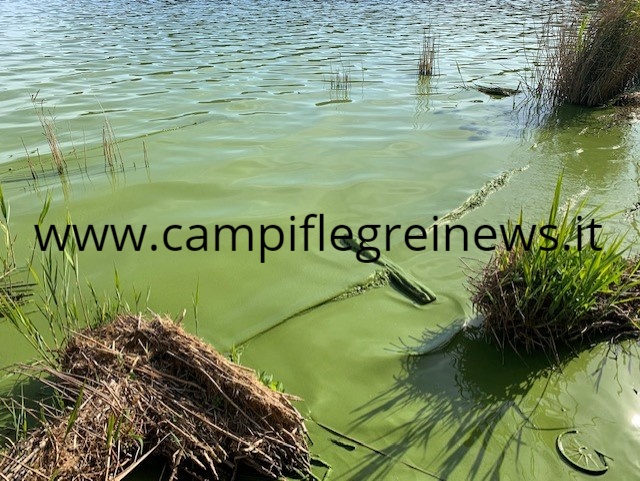 POZZUOLI/ Averno, acque di nuovo verdi: nuova emergenza nel lago – LE FOTO